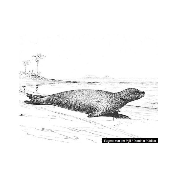  A pele da foca-monge-do-caribe era muito apreciada pelos pescadores. N&amp;atilde;o deu em outra, foi extinto 