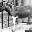  A quagga &eacute; uma parente da zebra. A vinda dos colonizadores para a &Aacute;frica do Sul acabou com a esp&eacute;cie 