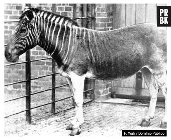 A quagga é uma parente da zebra. A vinda dos colonizadores para a África do Sul acabou com a espécie