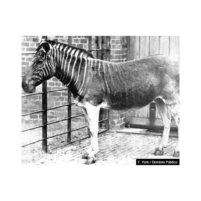  A quagga &amp;eacute; uma parente da zebra. A vinda dos colonizadores para a &amp;Aacute;frica do Sul acabou com a esp&amp;eacute;cie 