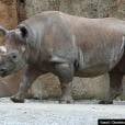  Em 2011 o rinoceronte negro tamb&eacute;m deixou de existir 