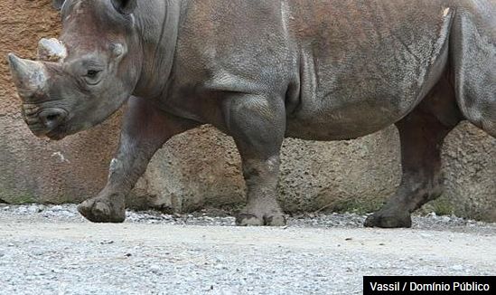 15 animais que deixaram de existir nos últimos anos! Veja quais são!