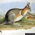  Quando os europeus chegaram &agrave; Austr&aacute;lia, trouxeram umas raposas com eles. Essa foi a maior predadora do wallaby-rabo-de-prego-crescente 
