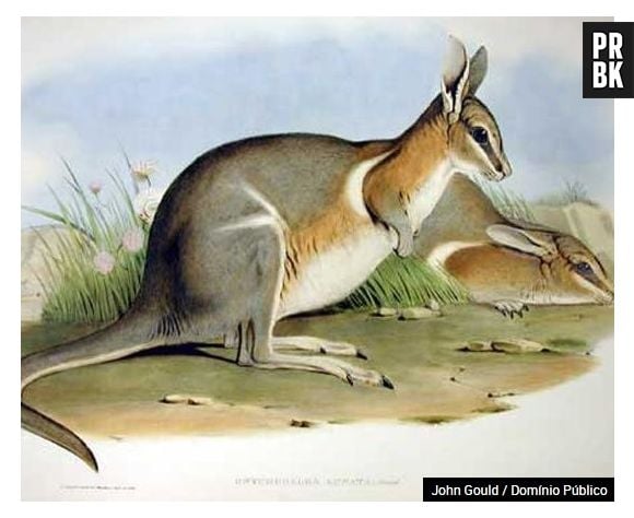 Quando os europeus chegaram à Austrália, trouxeram umas raposas com eles. Essa foi a maior predadora do wallaby-rabo-de-prego-crescente