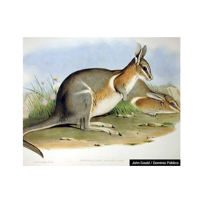  Quando os europeus chegaram &amp;agrave; Austr&amp;aacute;lia, trouxeram umas raposas com eles. Essa foi a maior predadora do wallaby-rabo-de-prego-crescente 