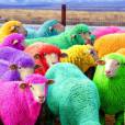  &Eacute; comum encontrar num grupo de carneiros, uma pequena parte que seja homossexual&nbsp; 