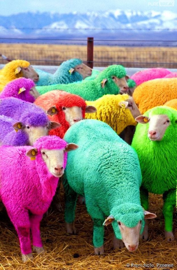 &Eacute; comum encontrar num grupo de carneiros, uma pequena parte que seja homossexual&nbsp;