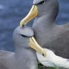 30% das fêmeas de Albatrozes de Laysan tem parceiras do mesmo sexo. Um casal de Albatrozes lésbico chegou a viver 19 anos juntos
