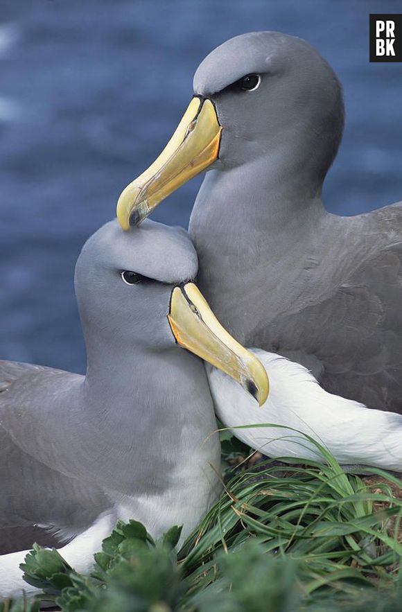 30% das fêmeas de Albatrozes de Laysan tem parceiras do mesmo sexo. Um casal de Albatrozes lésbico chegou a viver 19 anos juntos