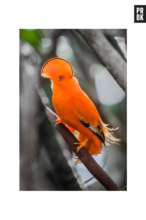 Foi descoberto que 50% dos machos de galos-da-serra tem relações homossexuais