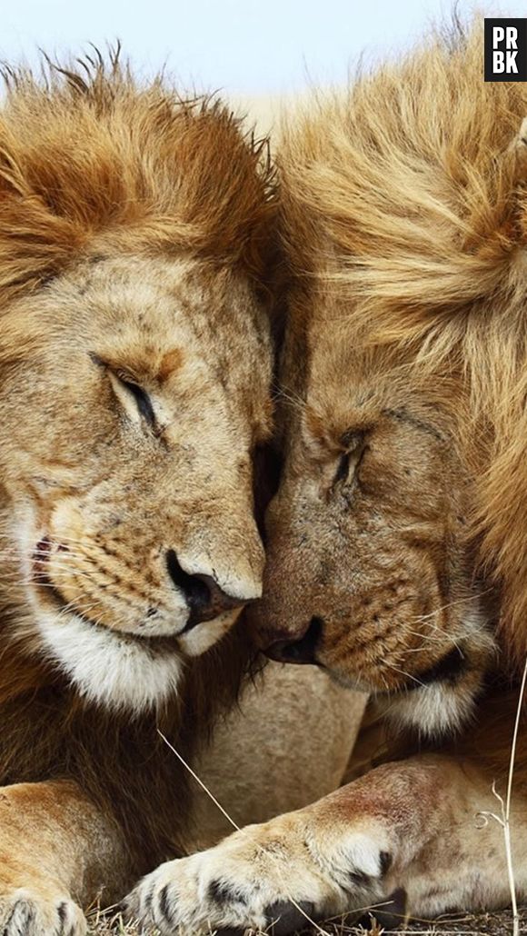 Os leões vivem rodeados de leoas, mas alguns deles largam as fêmeas para viver com outros machos