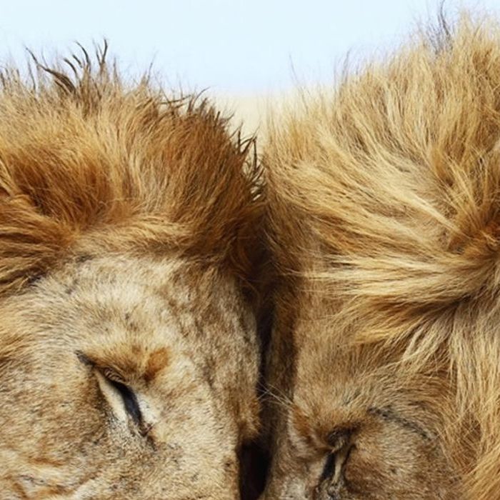  Os le&amp;otilde;es vivem rodeados de leoas, mas alguns deles largam as f&amp;ecirc;meas para viver com outros machos 