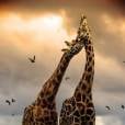 Antes de se acasalarem com as f&ecirc;meas, as girafas do sexo masculino sem relacionam com outros machos 