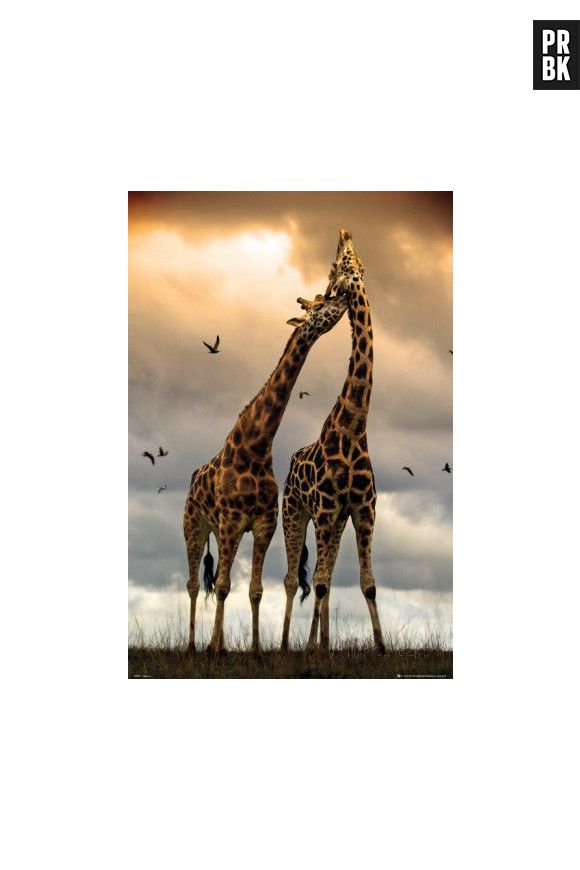 Antes de se acasalarem com as fêmeas, as girafas do sexo masculino sem relacionam com outros machos