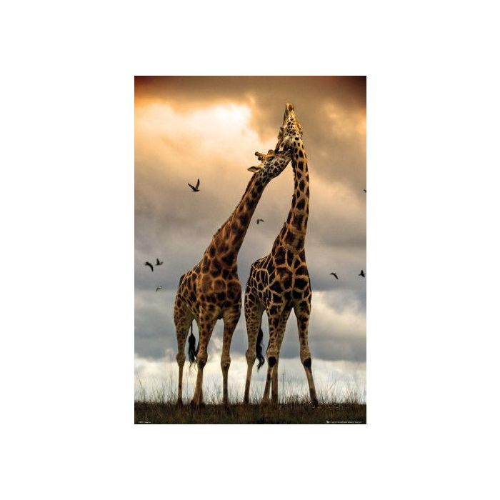  Antes de se acasalarem com as f&amp;ecirc;meas, as girafas do sexo masculino sem relacionam com outros machos 