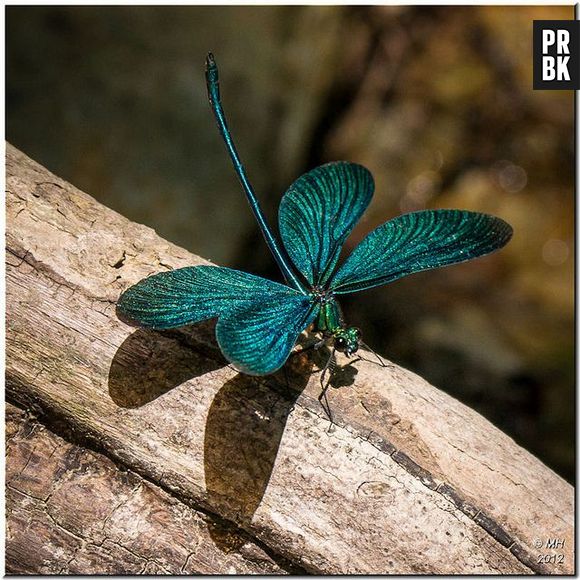 As libélulas do sexo masculino acabam se relacionando por falta de fêmeas na espécie