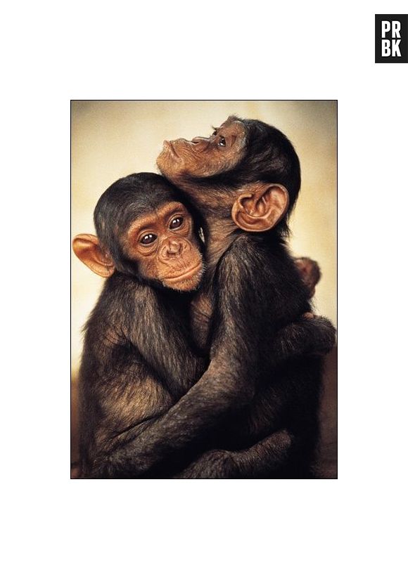 As fêmeas de chipanzé, da espécie pigmeu, costumam ser bissexuais