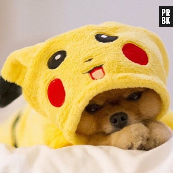 Esse vai se esconder dentro da Pokeball e ficar bem quentinho