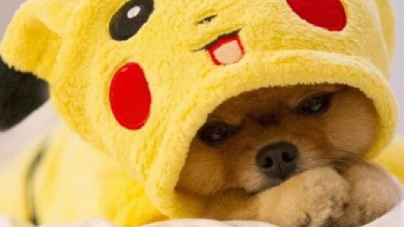 15 cães que estão preparados para o inverno! Pode mandar neve, chuva, o frio que for