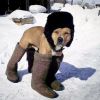 Um cãozinho prevenido, vai pra neve nem que seja com botas emprestadas pra não se resfriar