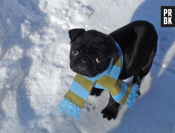 Mamãe me deu um cachecol de presente, mas esqueceu das patinhas