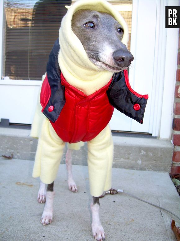 Um cãozinho com cara de quem engordou do ano passado pra cá e está sentindo o colete um pouco apertado