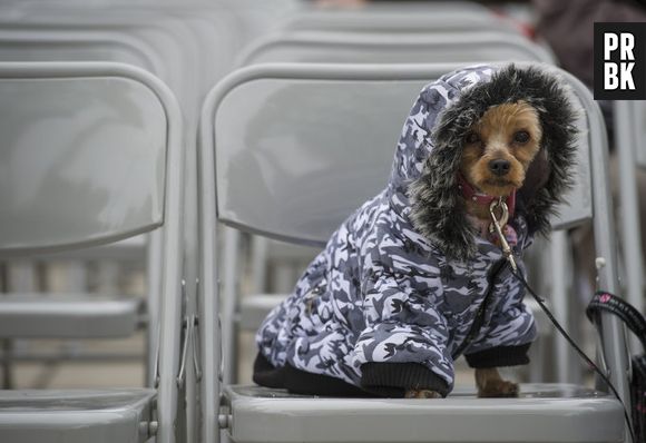 O casaco é tão fashion que esse Yorkshire fez até carão pra foto