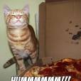Essa gato só tá sentindo aquele cheiro maravilhoso de pizza