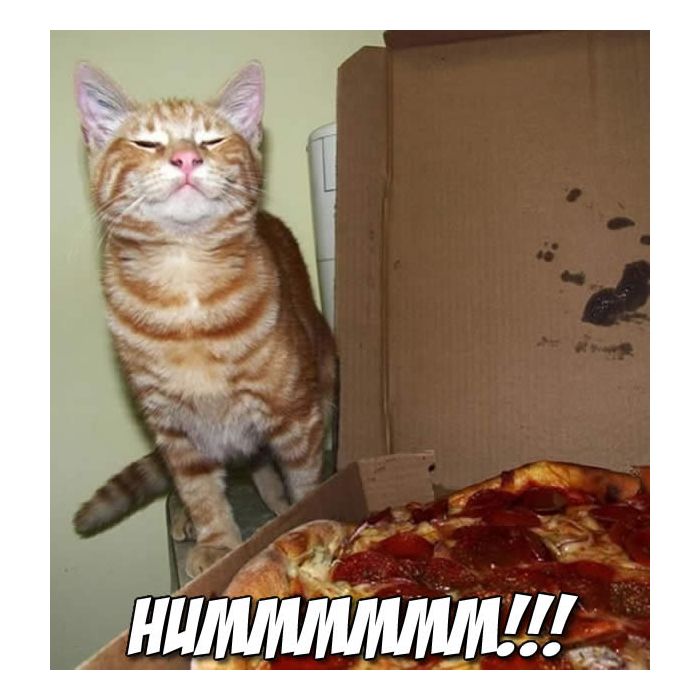 Essa gato só tá sentindo aquele cheiro maravilhoso de pizza