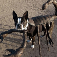 Astrologia: o que o signo de Escorpião e o Halloween tem em comum? Descubra!