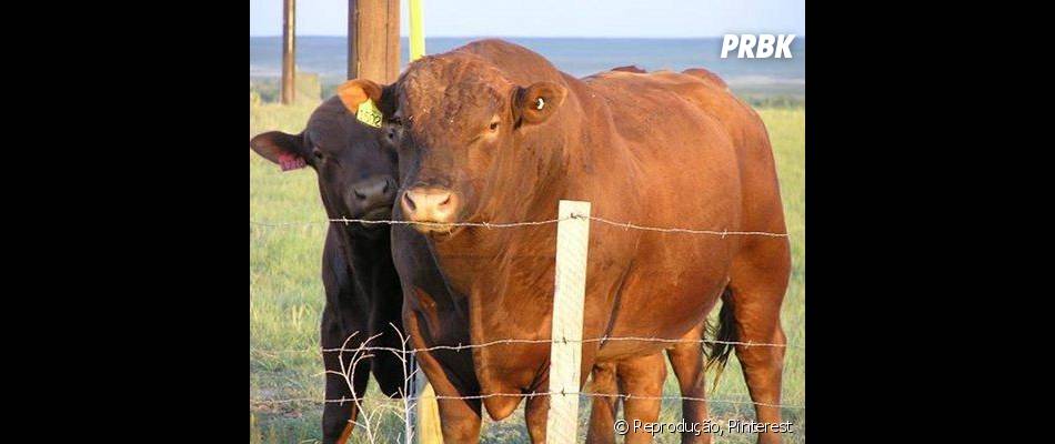 Resolveram Cruzar Um Bufalo Com Uma Vaca E O Resultado Foi O Beefalo Purebreak