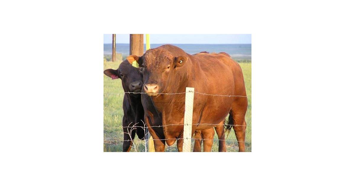 Resolveram Cruzar Um Bufalo Com Uma Vaca E O Resultado Foi O Beefalo Purebreak