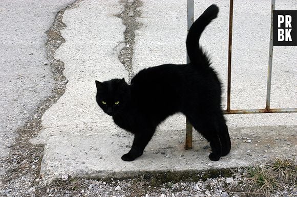 Gato preto dá azar?