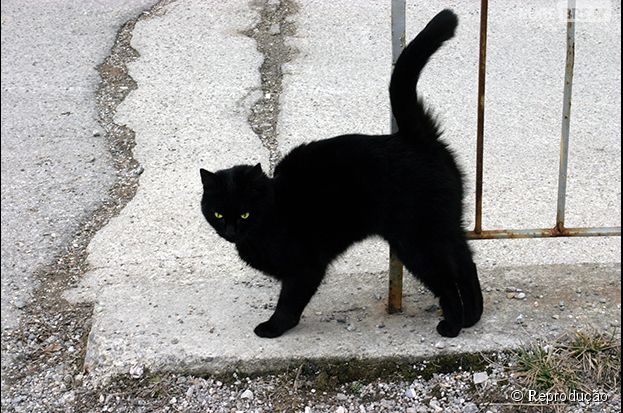 Gato preto dá azar?