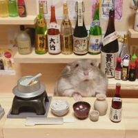 Confira as imagens do hamster que "trabalha" em um minibar japonês