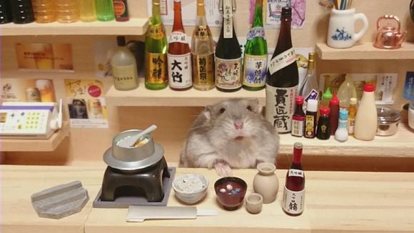 Confira as imagens do hamster que "trabalha" em um minibar japonês