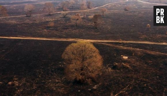 "Pantanal" usou imagens reais dos incêndios na região no último capítulo da novela