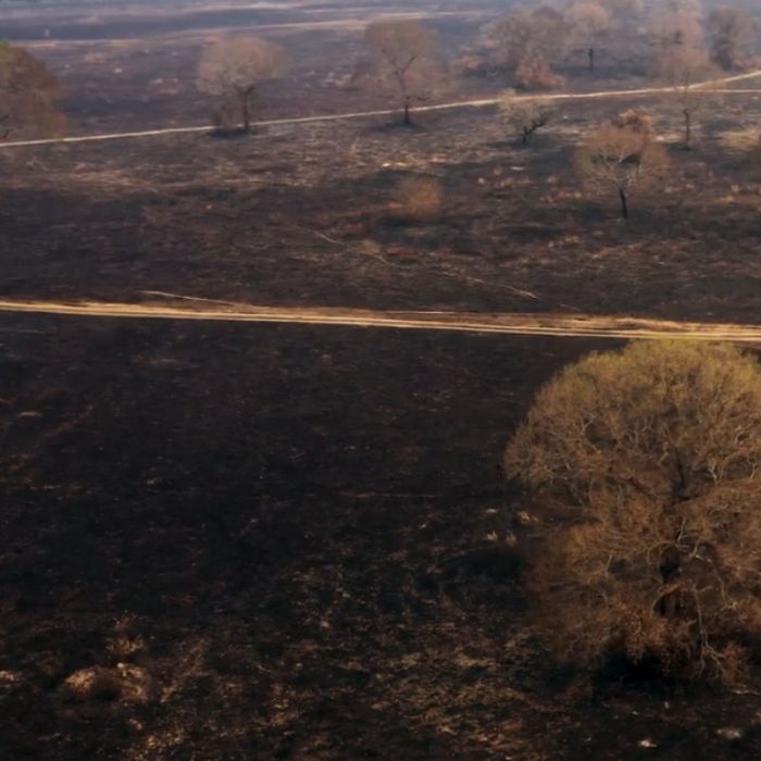 &quot;Pantanal&quot; usou imagens reais dos incêndios na região no último capítulo da novela