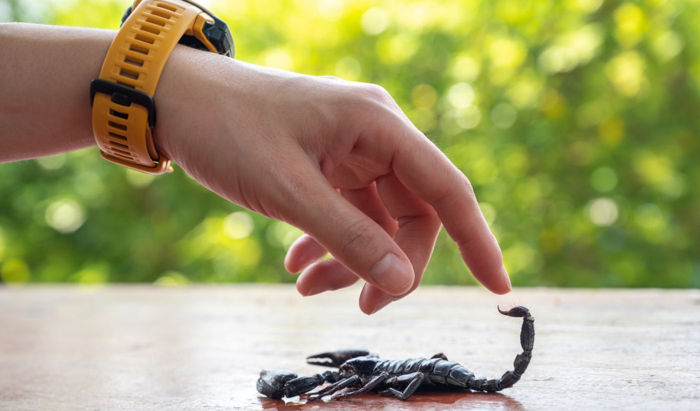 Foto: O que significa sonhar com cobra? Entenda interpretações - Purepeople