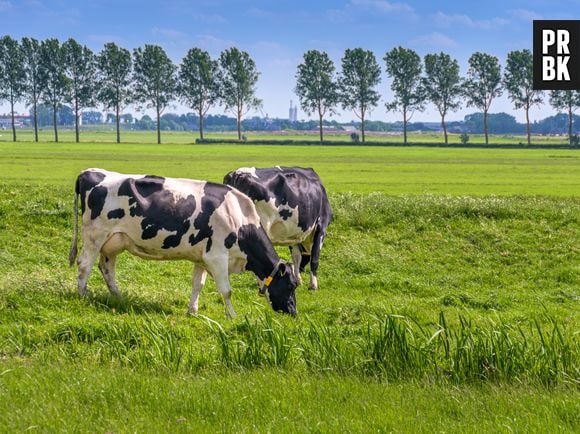 O consumo excessivo de carne agrava a crise climática. Uma resposta potencial é a adoção de técnicas de pastoreio mais conscientes