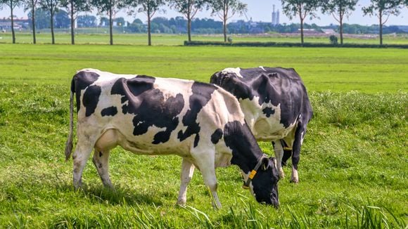 Comer muita carne é um problema climático. Solução pode ser fazer com que as vacas pastem de forma inteligente