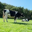  A ingestão elevada de carne está ligada a desafios climáticos; fazer com que as vacas pastem de maneira inteligente pode ser a chave 