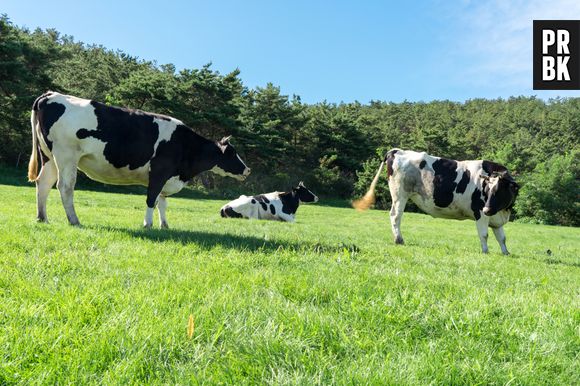 A ingestão elevada de carne está ligada a desafios climáticos; fazer com que as vacas pastem de maneira inteligente pode ser a chave