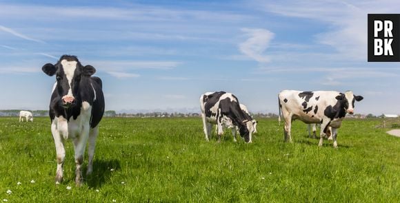 O hábito de comer carne em grandes quantidades é um obstáculo para o clima. Implementar formas inteligentes de pastoreio pode ser a solução