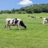 A alta demanda por carne está exacerbando problemas climáticos. Uma estratégia eficaz pode ser o pastoreio inteligente de vacas