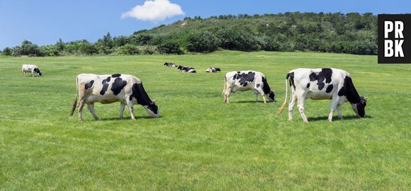 A alta demanda por carne está exacerbando problemas climáticos. Uma estratégia eficaz pode ser o pastoreio inteligente de vacas