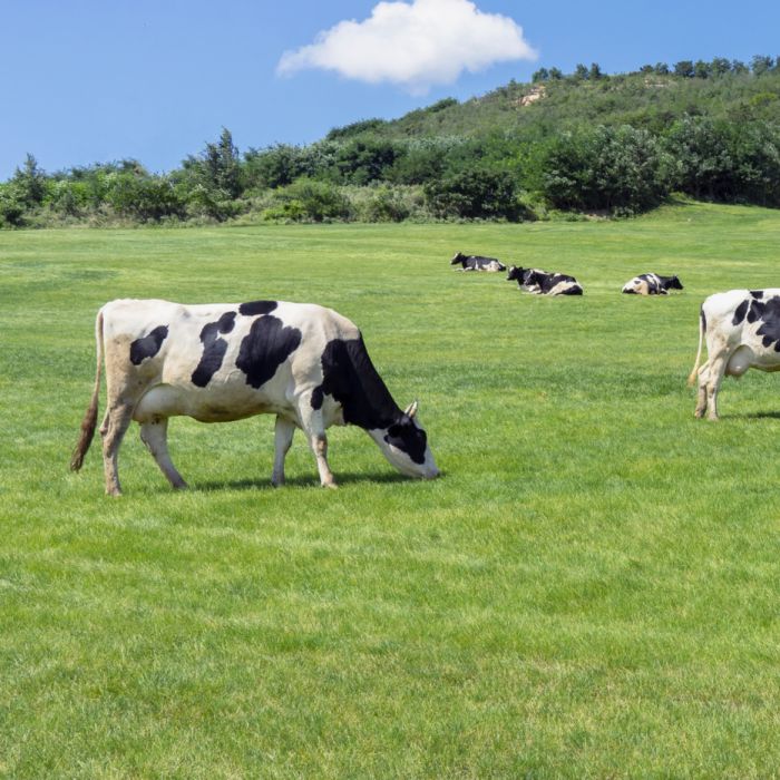  A alta demanda por carne está exacerbando problemas climáticos. Uma estratégia eficaz pode ser o pastoreio inteligente de vacas 
