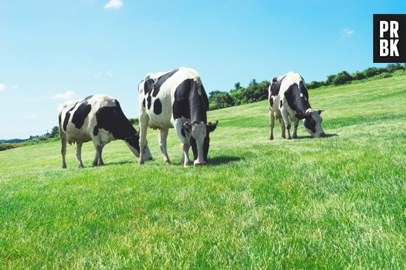 Consumir carne em excesso contribui para problemas climáticos. Uma possível solução é otimizar o método de pastoreio dos bovinos