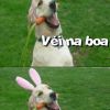 Até os cachorros estão ansiosos para a Páscoa, imagina a galera do Whatsapp!
