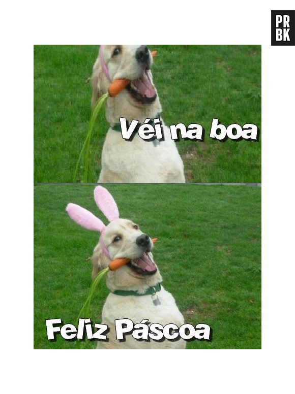 Até os cachorros estão ansiosos para a Páscoa, imagina a galera do Whatsapp!